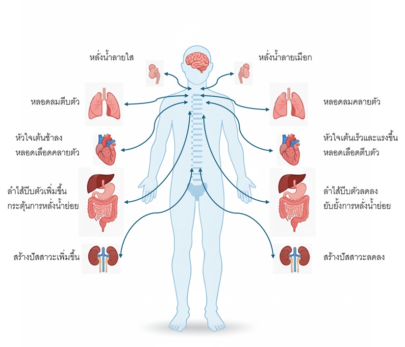 Infographic: ระบบประสาทอัตโนมัติ แสดงการทำงานของซิมพาเทติกและพาราซิมพาเทติก
